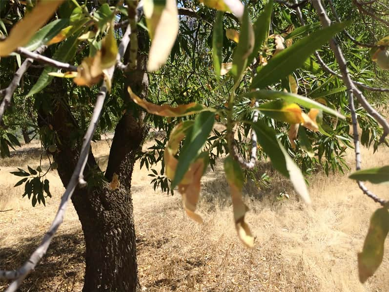 Xylella fastidiosa